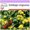 Zlatobýl - 100 semen - Solidago virgaurea