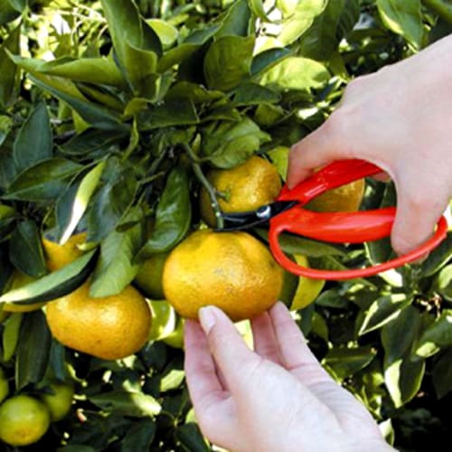 Ars Corporation Harvesting Shears, Large Handle, Curved Blade (Blister Pack) 410-BP