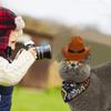 Włóknina Pet Western kowbojski kapelusz śmieszne rekwizyty do cosplay uniwersalna czapka dla psa na Halloween boże narodzenie