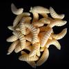 Oeny Soft Mealworm Fishing Lures