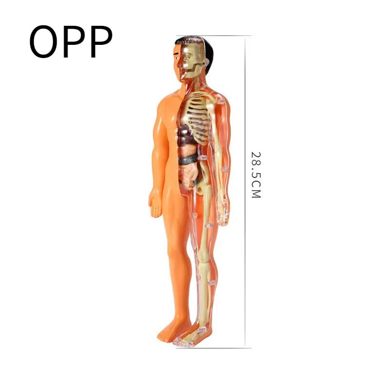 Detachable Assembly Human Body Model Structure Full Body Skeleton Organs 3D skeleton medical Anatomy Children's puzzle toys