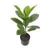 Artificial Rubber Tree: High-End Indoor Decor for Living Room - Large Bionic Plant