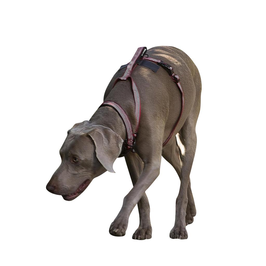 Halti Walking Two Tone Dog Harness