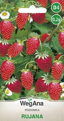 Wild Strawberry Rujana Red Perennial Seeds 0.2g Wild Strawberry Seeds -