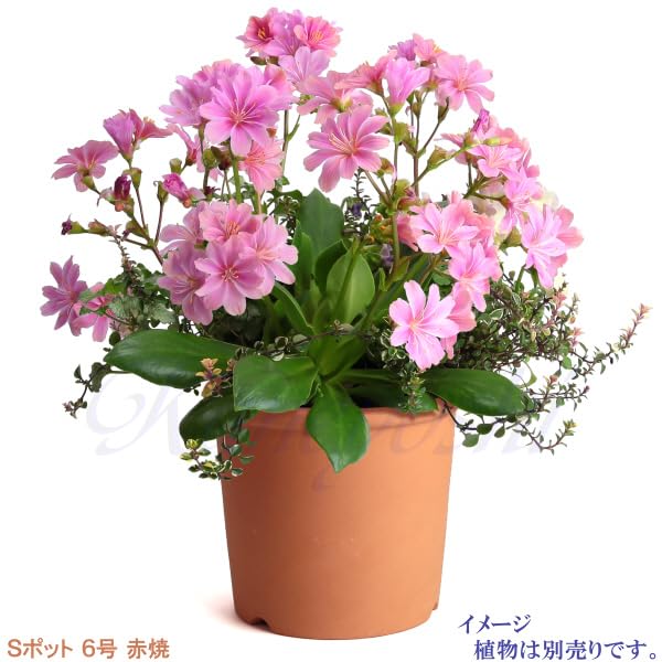 Ghiveci ceramic domestic Pot Mikawa ware KANEYOSHI ghiveci de flori ceramic Mikawa ware ghiveci S Akayaki 6 [Fabricat în Japonia/Calitate fiabilă] Nr.