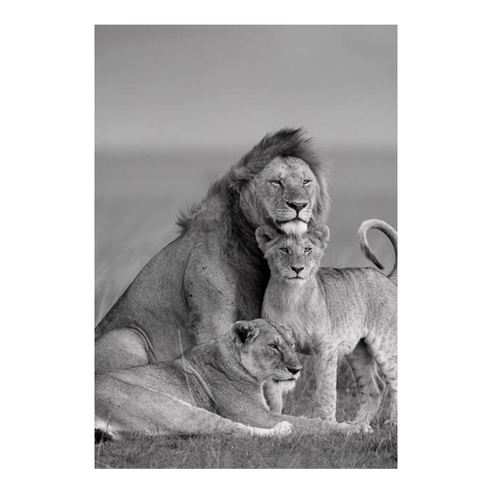 

Canvas Painting King and Queen Lion Black White Animals Posters Prints Living Room Bedroom Love Family Wall Art Pictures Modern Home Decor Cuadros 20x30cm