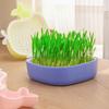 Little Whale Cultivation Sprouting Tray Creative Reusable Hydroponic Sprouting Plate Convenient Cat Grass Planting