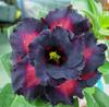 5 SEEDS OF ADENIUM OBESUM "black Eagle" Desert Rose" Fresh Seeds