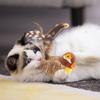 Etkileşimli Cıvıldayan Kuş Kedi Oyuncağı Dokunmatik Aktif Yavru Kedi Oyuncağı Tüylü Kuyruklu Gıcırtılı Kedi Oyuncağı Peluş Kuş Kedi Teaser İç Mekan Kedileri İçin