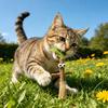 Jouet pour chat Silver Vine Jouet à mâcher pour chat en bois naturel Jouet sûr pour le nettoyage des dents Jouet Kicker pour chat pour chaton poussée dentaire Divertissement solo