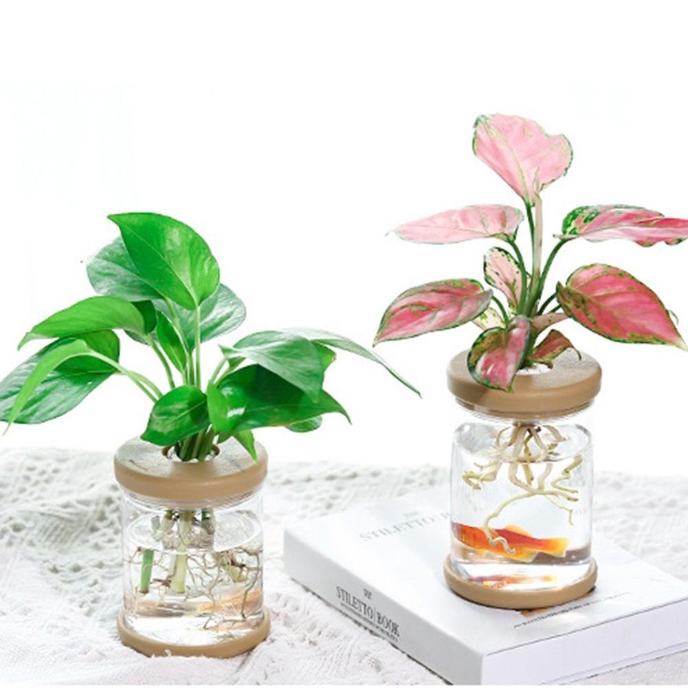 Breathable Clear Plant Container for Small Indoor Gardens and Decor