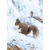 Wall Art Winter Snow Forest Train Deer Squirrel Pine Cone Canvas Painting Posters and Prints for Living Room Home Decor