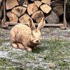 Adorable rabbit statuette - perfect garden decoration