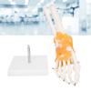 1:1 Human Foot Ankle Bone Skeleton Structure Model Foot Joint Model with Ligaments