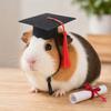 Accesorii de petrecere – Accesorii pentru ceremonii și petreceri