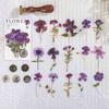 40 pièces/paquet Autocollants Spécimens de Feuilles de Fleurs Séchées Vintage Esthétique Créativité Décor Journal Chiffonné Scrapbooking Fournitures