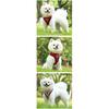 Adjustable Dog Harness Vest Leash Set Outdoor Walking Lead with Collar Pet Safety Strap