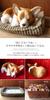 Ninja and Kino Perfect Pet Corgi Plush Perfect Dog Stuffed Kooikerhondje (Small) Toy, Realistic, Lifelike, Animal, Soothing, Moving, Gift,