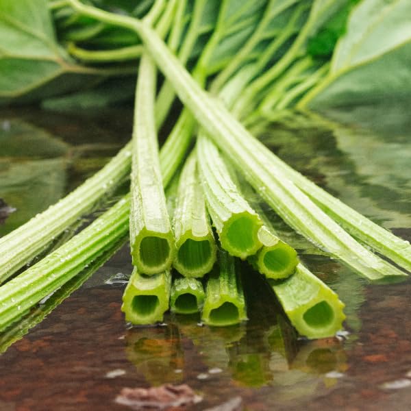 SHIRO Lauan Gesichtsmaske (14 Masken)