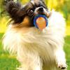TPR Pet Supplies Relieve Boredom Outdoor Play Elasticity Ball Molar Ball Dog  Toy Sounding Toy