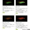 YAMASHITA NAORY Range No. 1.5 D (DEEP/Deep) 001 Orange Glow