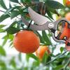 1Pc Branches Cut Scissors Alloy Steel Blade Heavy Pruners Garden Scissors Pruning Tool Shears Scissors Grafting Gardening Tools
