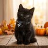 Adjustable Safety Buckle Halloween Cat Collar Polyester Decorative Collar Small And Medium Pets