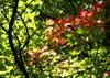SAFLAX Red Maple - 20 Seeds - Acer Rubrum