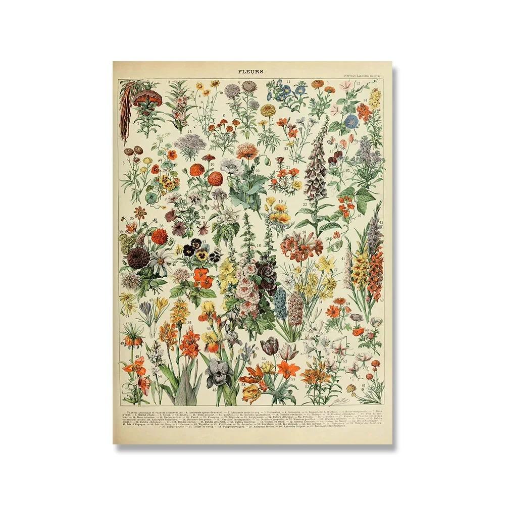Vintage Adolphe Millot Encyklopedi Affischer och Tryck Botaniska Svampar Kryddväxter Blommor Insekter Canvasmålningar Väggkonst Dekor