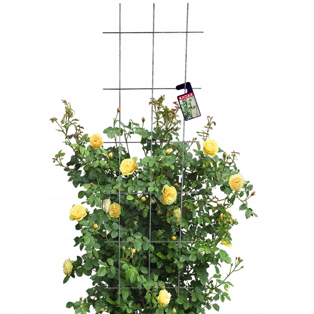 KADAX Krata Ogrodowa Do Roślin Pnących Pergola