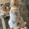 Cat Clothes Anti-hair Loss Thin Breathable Mesh Vest Pet Gold and Silver Gradient Kitten