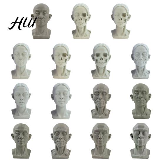 Human Anatomy Teaching Tool Generic Planar Head Model for Drawing Resin Skull Sculpture with Accurate Detailed Muscle Structure Art Study Sketching