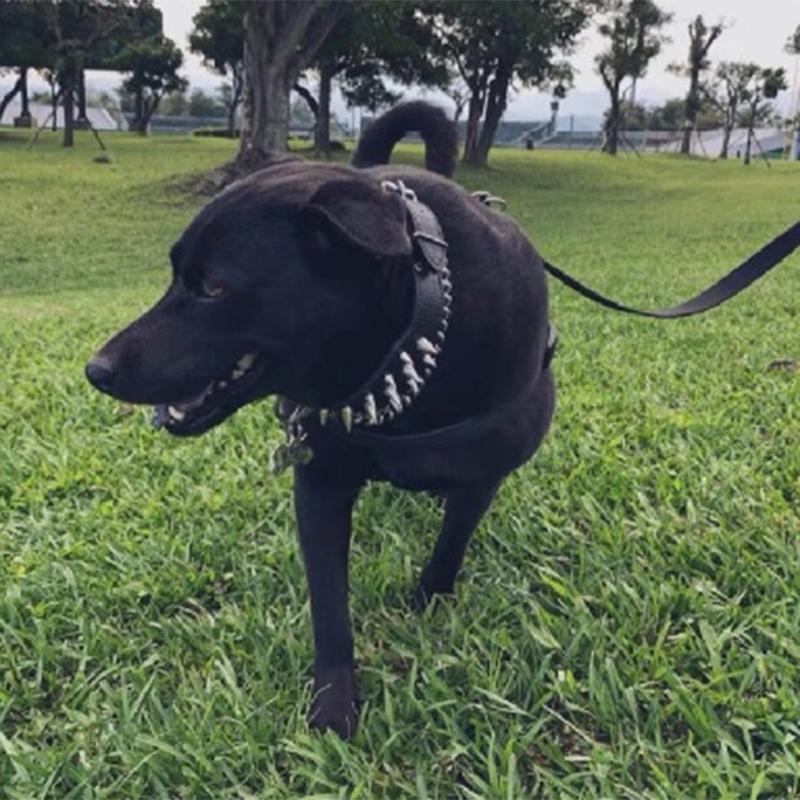 Spiked Dog Collar Stylish Adjustable PU Leather Spiked Studded Rivet Dog Collar for Medium Large