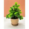 6 Packs Fake Plants Small, Mini Artificial Plants Indoor For Home Farmhouse Bathroom Shelf Décor (Height : 17Cm, Chocolate) - Plastic
