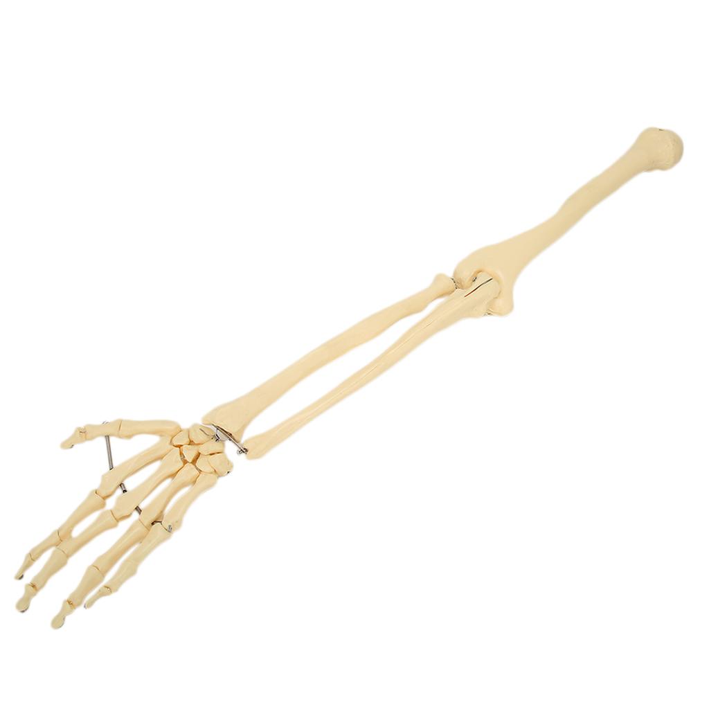 Profesionální model lidské ruky a paže, model kosti horní končetiny pro výuku a demonstraci