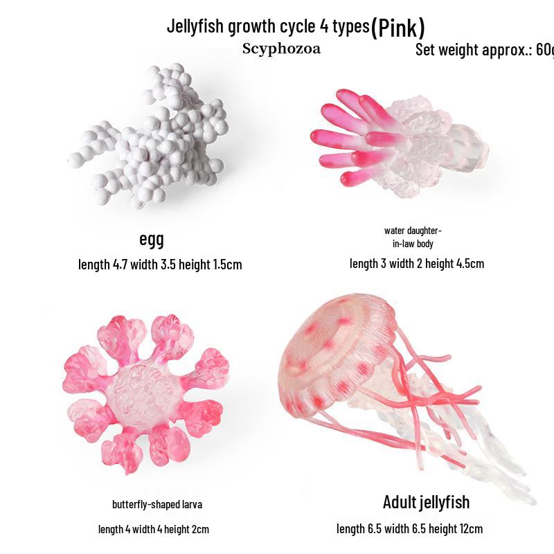 Pediatric Learning Model: Plastic Animal Growth Cycles - Frog, Butterfly, Rooster, Sea Turtle, Chinese Horseshoe Crab
