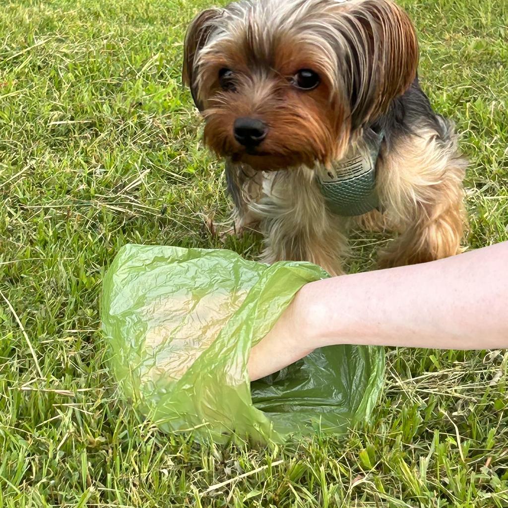 FOily TOily Dog Manners Pouch for Poop Pouch for Poop Disposal Toilet Dog Poop Holder Container Bag with Carabiner 1 Roll of Poop Bags Walking, Bags,