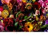 ENCYCLOPEDIA OF FLOWERS Plant Encyclopedia