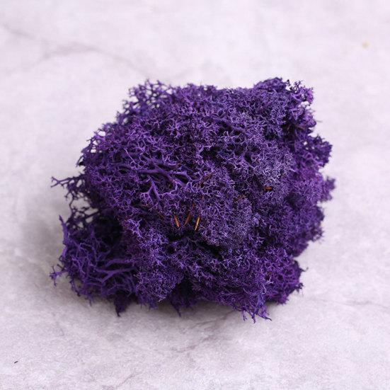 Kunstig plante Preservert blomst Reinsmose DIY Håndverk Hage Hjemmedekor