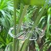 Clear Plastic Plant Stem Stabilizers Garden Stakes for Supporting Fragile Flowers Herbs Small Trees