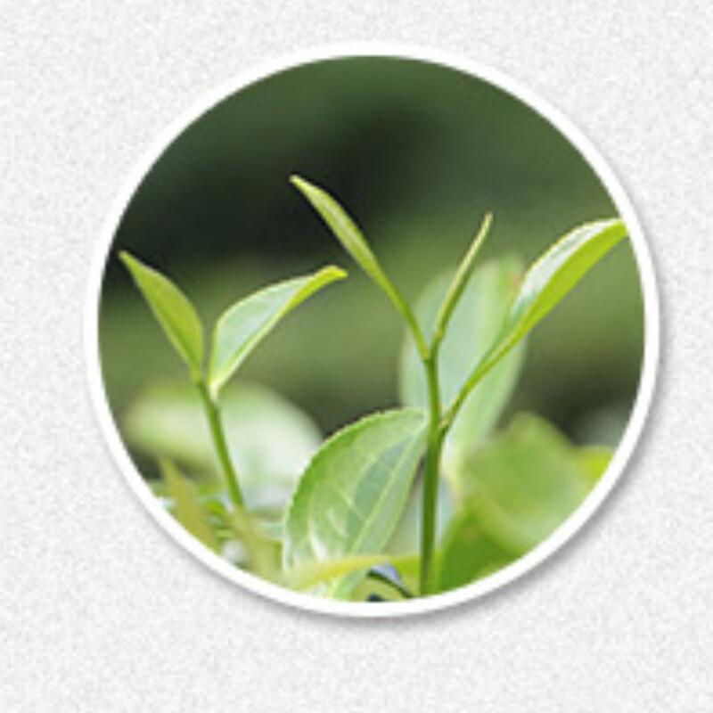 Top Grade 2010 Shou Mei White Tea Cake 350g Fuding Aged Tea Wellness Benefits