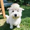 Dog Shade Straw Hat Outdoor Pet Lace Princess Hat Lace Bow Straw Hat Dress Up Ragdoll Cat Hat