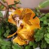 Winged Fairy Ornament Realistic Details Statue HandPainted Home Decoration for Patio, Outdoor