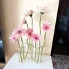 Foldable Transparent Glass Vase for Tulips - Modern Hydroponic Display and Decoration.