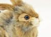 BH6284 HANSA Black-tailed Rabbit 25