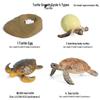 Frog Life Cycle Model Set: Tadpole to Frog Educational Toys for Kids
