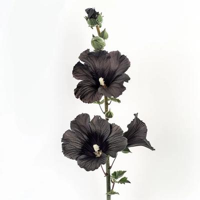 35 Samen der Schwarzen Stockrose – SemiSauvage Permakultur
