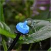 Pressure-Compensating Drip Emitter 2L/4L/8L - Removable Garden & Balcony Irrigation Stabilizer