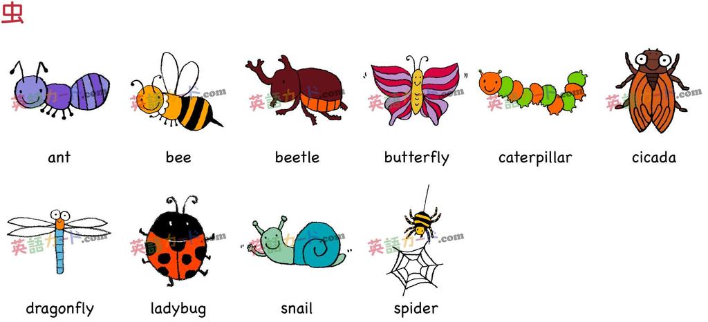 English word cards Flashcards, (Insects) Postcard size