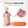 Human Body Model, 23 Parts 18 inch, Human Torso Anatomy Model Unisex Anatomical Skeleton Model with Removable Organs, Educational Teaching Tool for